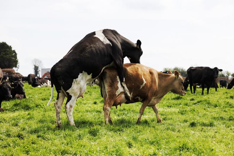 Dairy management: monitoring the breeding season Dairy management: monitoring the breeding season