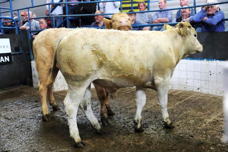 MartBids Database: beef quotes add more positivity to live trade MartBids Database: beef quotes add more positivity to live trade