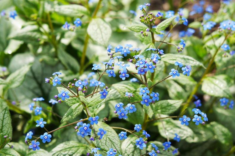 Gardening with Paul: love symbols in the garden Gardening with Paul: love symbols in the garden