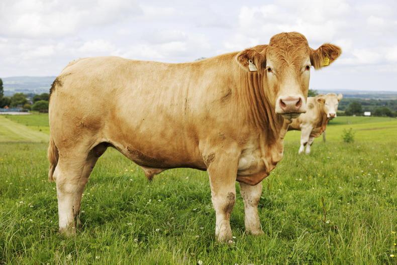 Factories scramble for beef as supplies plummet Factories scramble for beef as supplies plummet