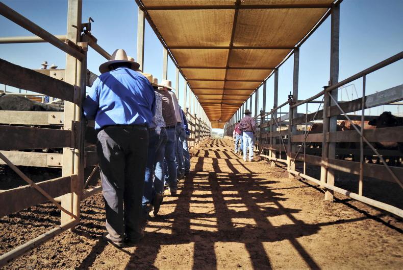Chasing dairy beef dollars down under Chasing dairy beef dollars down under