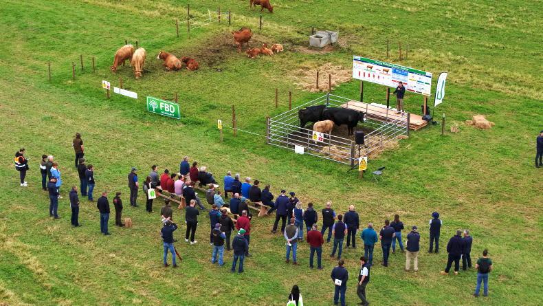Top suckler farms deliver net margin of €1,580/ha Top suckler farms deliver net margin of €1,580/ha