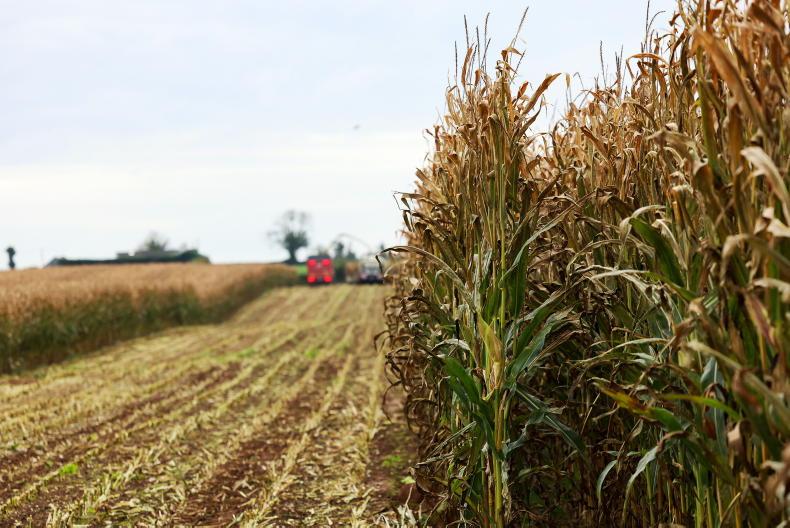 Dutch never cease to a-maize Dutch never cease to a-maize
