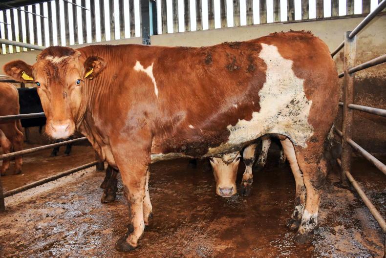 Northern View: factories chase limited cattle supplies Northern View: factories chase limited cattle supplies