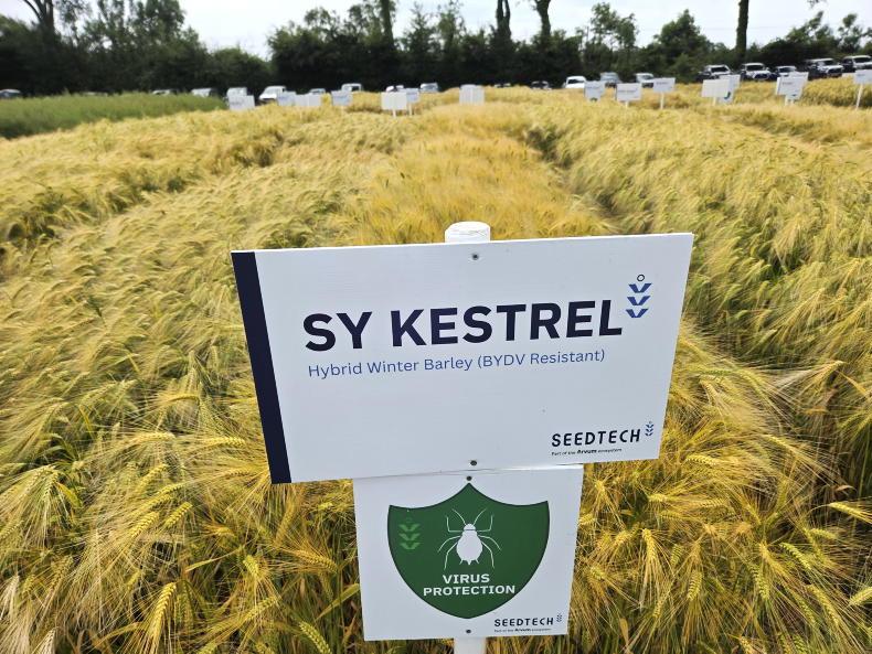 84% of winter barley seed virus now tolerant; wheat in trial 84% of winter barley seed virus now tolerant; wheat in trial