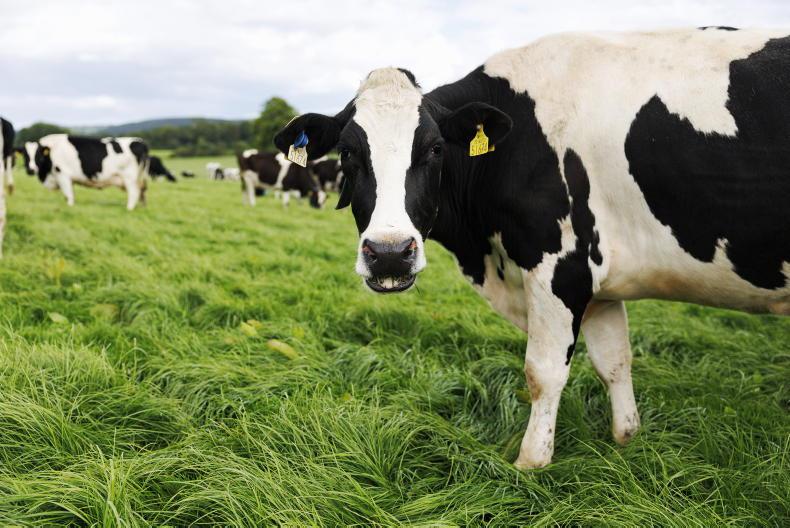 How farm technology could tell whether cows are happy or moody How farm technology could tell whether cows are happy or moody