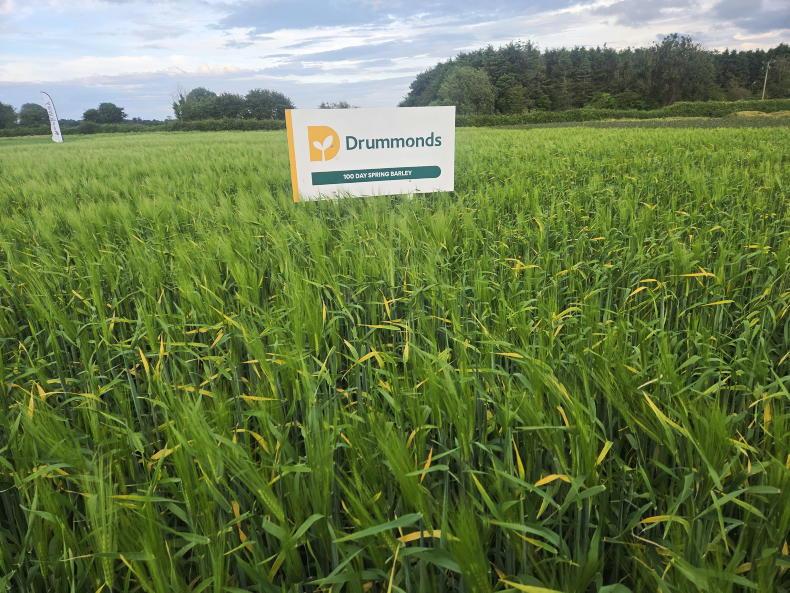100-day spring barley being grown in Co Louth 100-day spring barley being grown in Co Louth