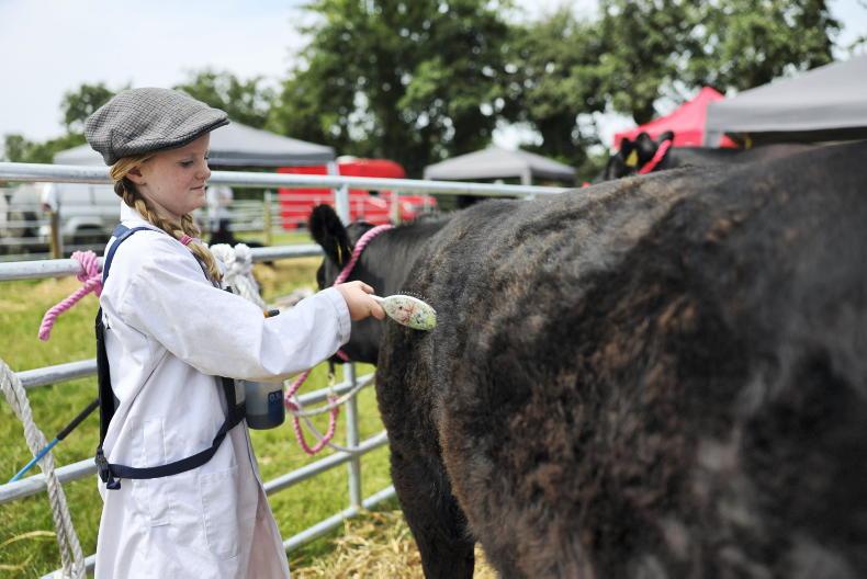 Cattle classes cancelled at Dungarvan show due to TB in area Cattle classes cancelled at Dungarvan show due to TB in area