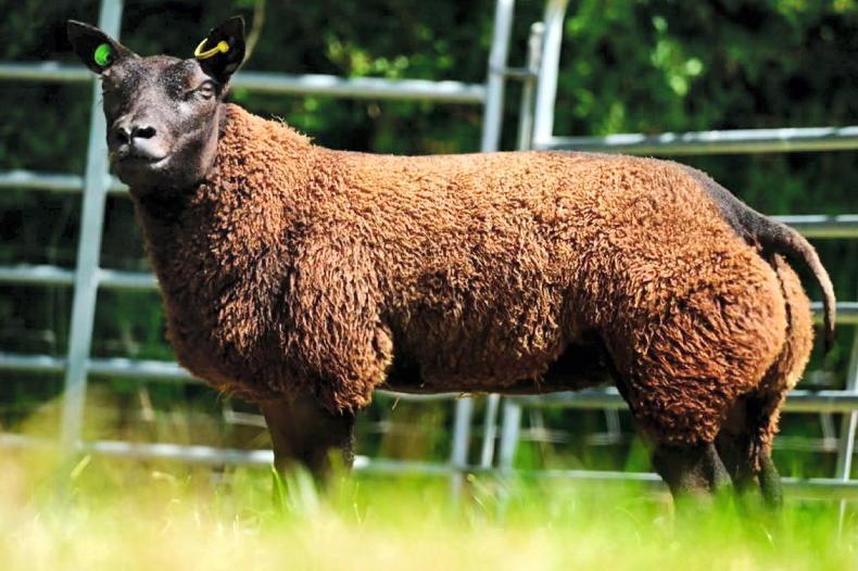Champion genetics on offer in breeders' choice sale Champion genetics on offer in breeders' choice sale