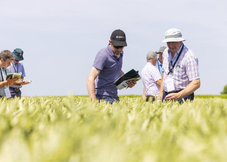 Winter wheat variety choice is improving Winter wheat variety choice is improving