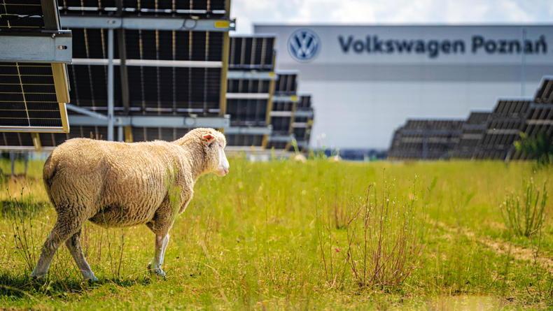 Volkswagen to use flock of sheep to graze under solar panels Volkswagen to use flock of sheep to graze under solar panels