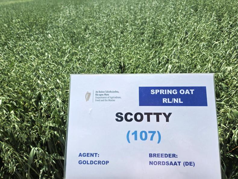 Two main oat varieties, more in production Two main oat varieties, more in production