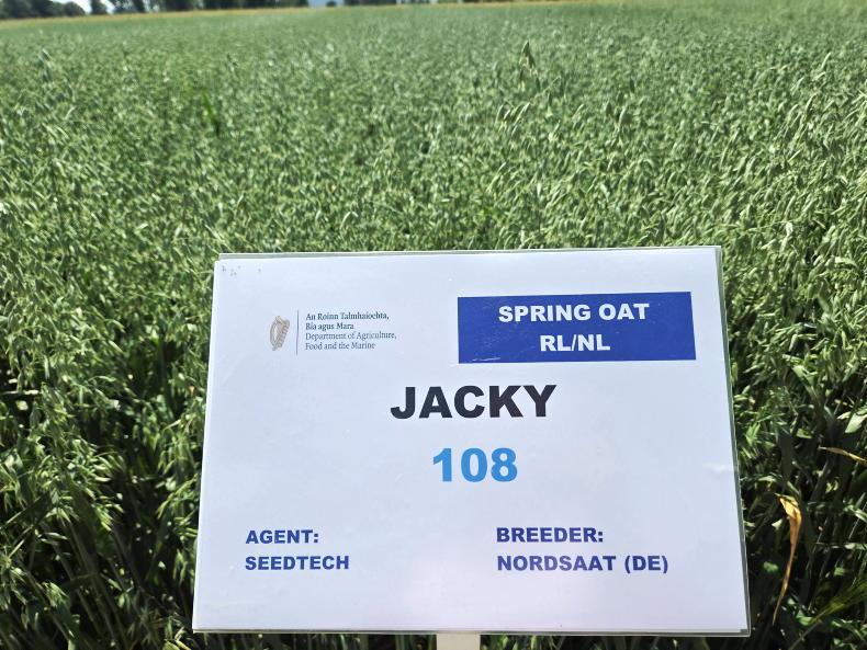 Two main oat varieties, more in production Two main oat varieties, more in production