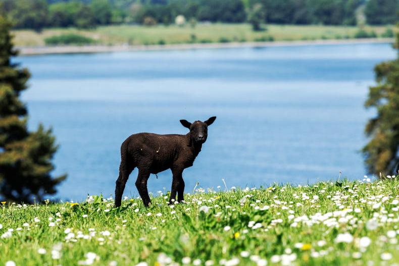 Met Éireann warns of heatwave conditions next week Met Éireann warns of heatwave conditions next week
