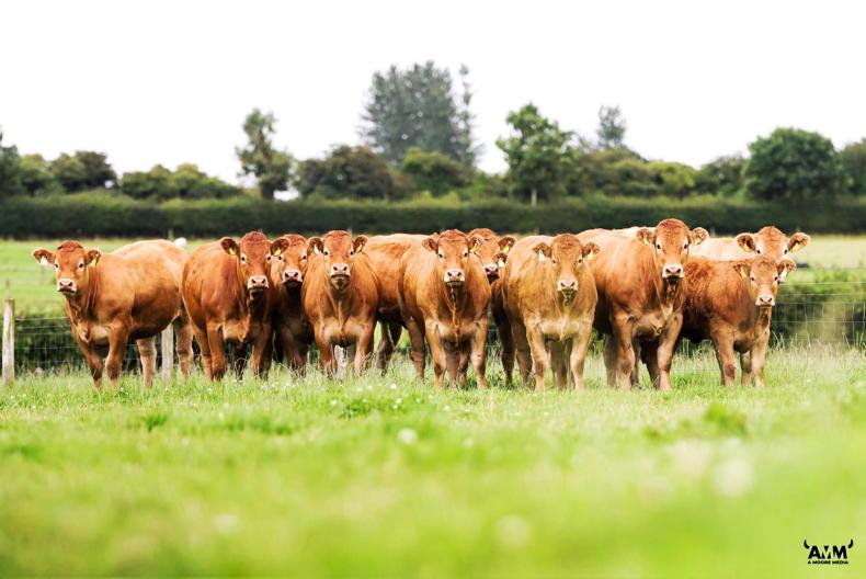 Limousin society to hold separate non ET-bred classes at national show Limousin society to hold separate non ET-bred classes at national show