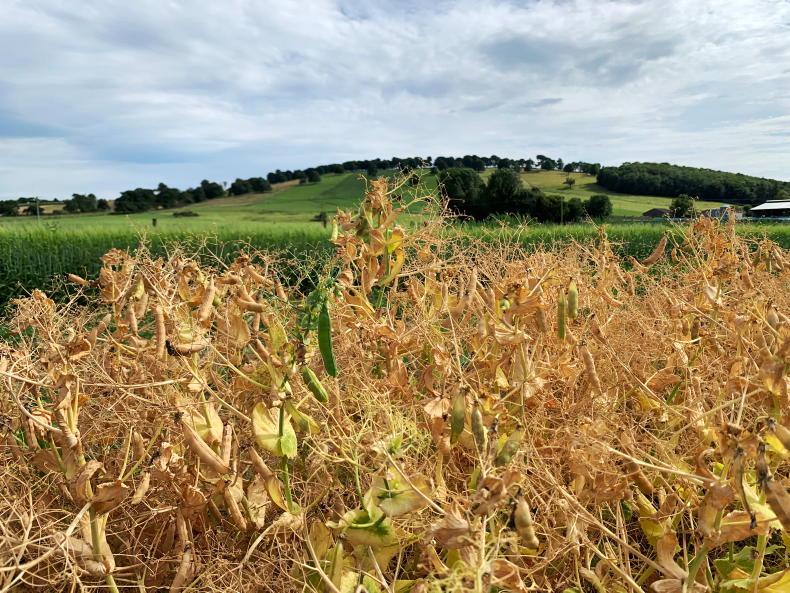 From the Tramlines: crops ripen quickly in fine weather From the Tramlines: crops ripen quickly in fine weather