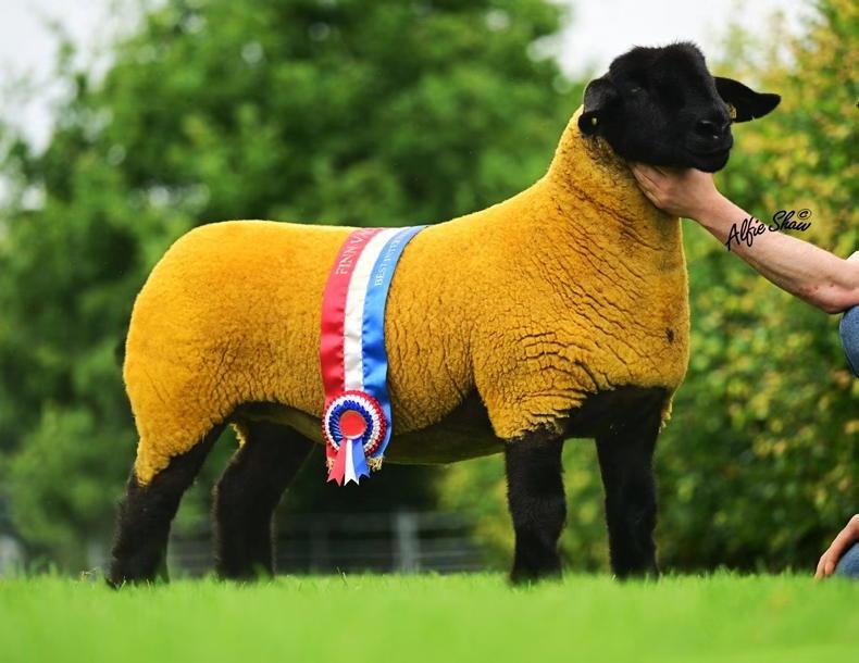 Suffolk ewes hit £8,100 in Big Bang auction Suffolk ewes hit £8,100 in Big Bang auction