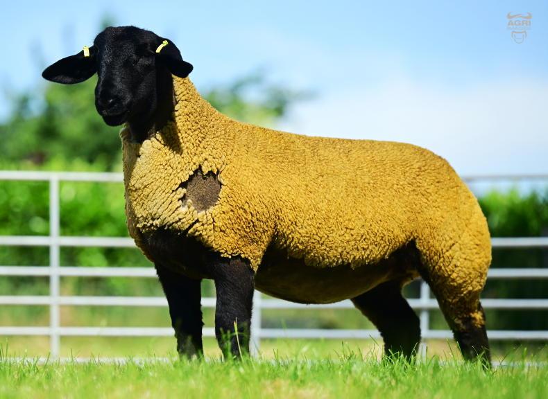 Top-priced Suffolk ewe lamb sells to Wales Top-priced Suffolk ewe lamb sells to Wales