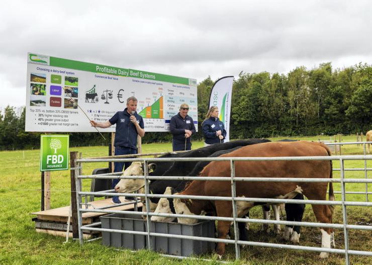 Margin of €500/head possible from dairy-beef bullocks Margin of €500/head possible from dairy-beef bullocks