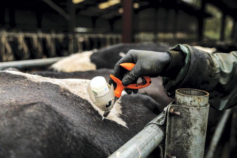 ICOS advises farmers to vaccinate weanlings before autumn sales ICOS advises farmers to vaccinate weanlings before autumn sales