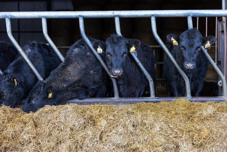 ICOS advises farmers to vaccinate weanlings before autumn sales ICOS advises farmers to vaccinate weanlings before autumn sales