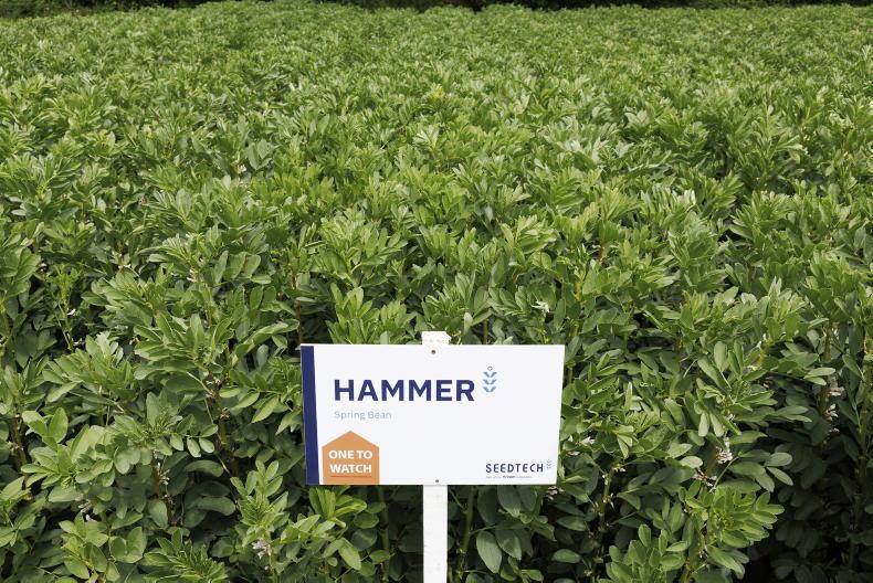 Hammer to break into beans market Hammer to break into beans market