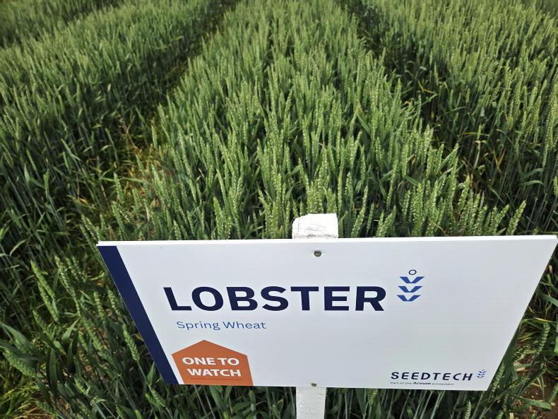 Spring wheat seed production broadens out Spring wheat seed production broadens out
