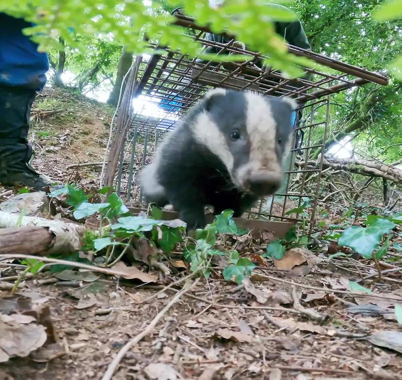 DAERA sets out options for TB badger control DAERA sets out options for TB badger control