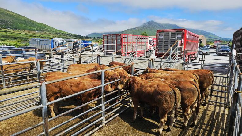 Camera at the Mart: shippers light up Iveragh weanling sale Camera at the Mart: shippers light up Iveragh weanling sale