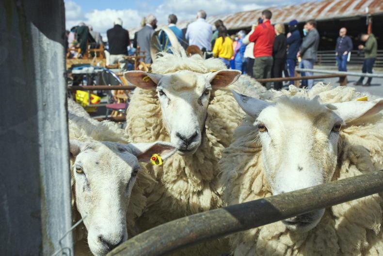 €2.50/kg for Galway Wool in 2026 €2.50/kg for Galway Wool in 2026