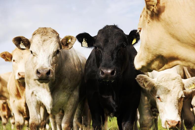 ICBF due to update beef Euro-star indices ICBF due to update beef Euro-star indices