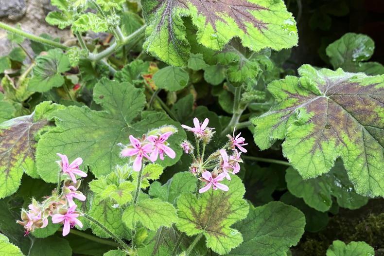 Gardening with Mary: pelargoniums are the perfect patio plant Gardening with Mary: pelargoniums are the perfect patio plant