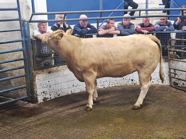 MartBids Database: positivity in heavy cattle trade MartBids Database: positivity in heavy cattle trade
