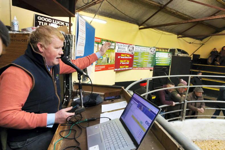 Mart manager view: hoggets start brightly as beef cattle demand rebounds Mart manager view: hoggets start brightly as beef cattle demand rebounds