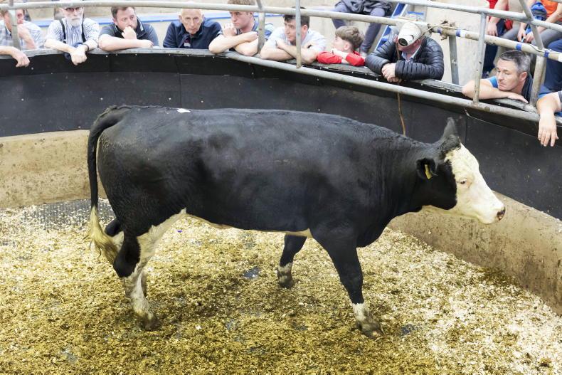 Camera at the Mart: keen demand for all types in New Ross Camera at the Mart: keen demand for all types in New Ross