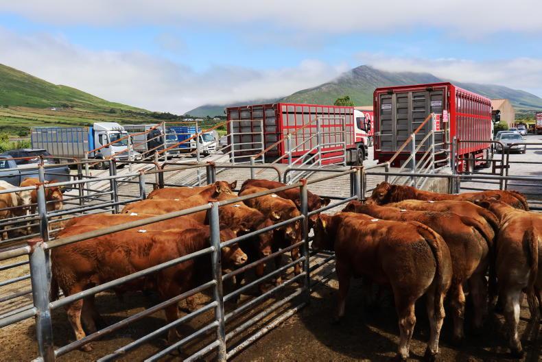 Top weanlings up €175/head Top weanlings up €175/head