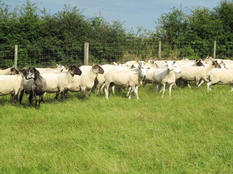 Sheep Management: weather management, worm counts, straw and tagging Sheep Management: weather management, worm counts, straw and tagging