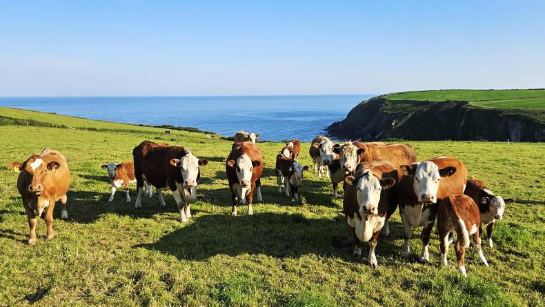 Beef Management: weighing, warm weather management and dung sampling Beef Management: weighing, warm weather management and dung sampling