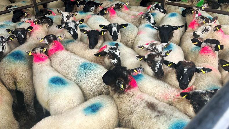 Sheep mart prices: finished lambs strengthen, stores remain solid Sheep mart prices: finished lambs strengthen, stores remain solid