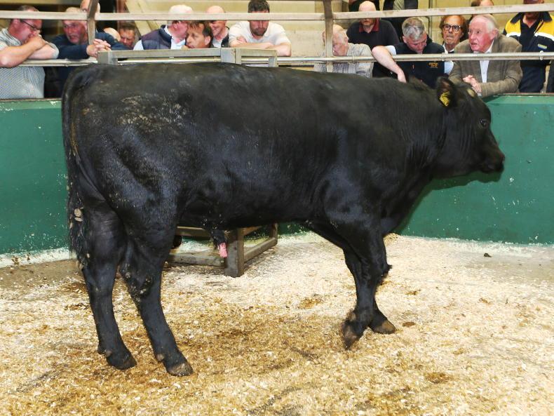 Northern View: summer beef trade heating up in NI Northern View: summer beef trade heating up in NI