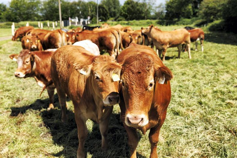 Grass+ Beef: caution to be exercised over hot spell Grass+ Beef: caution to be exercised over hot spell