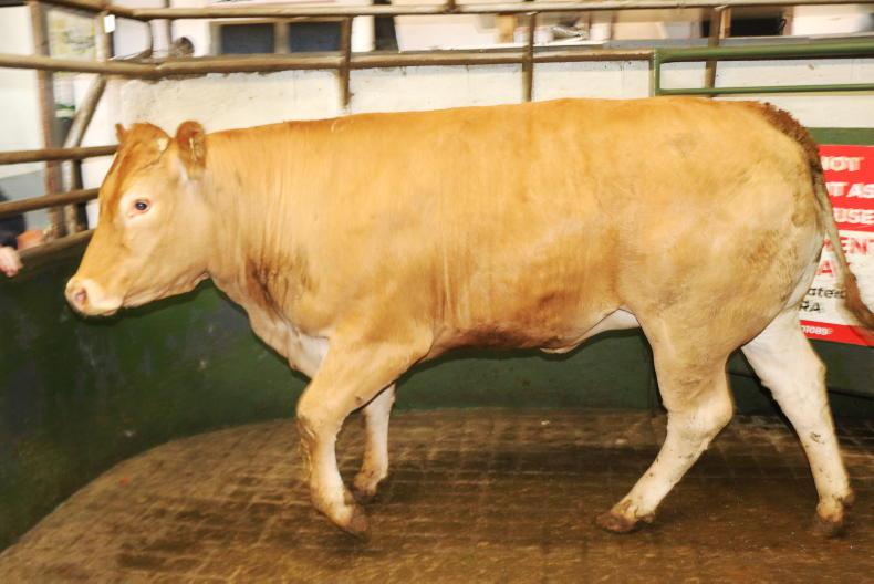 Camera at the Mart: cull cows sell to tops of €3,440 in Raphoe Mart Camera at the Mart: cull cows sell to tops of €3,440 in Raphoe Mart