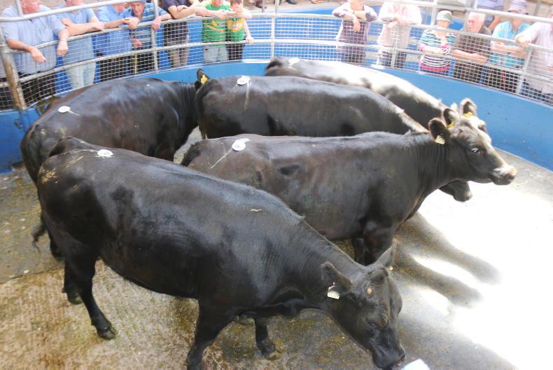 Camera at the Mart: steady trade for heavier cattle in Portumna Mart Camera at the Mart: steady trade for heavier cattle in Portumna Mart