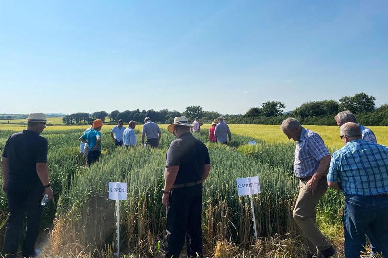 Listen: new research aims to revive Ireland’s milling wheat industry Listen: new research aims to revive Ireland’s milling wheat industry