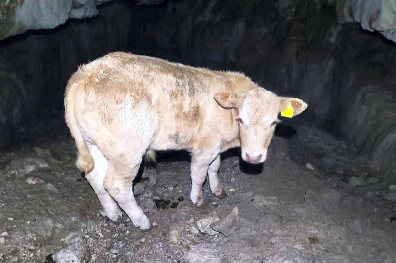 Calf rescued from Fermanagh cave Calf rescued from Fermanagh cave