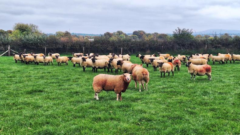 Five-star rams deliver time and time again Five-star rams deliver time and time again