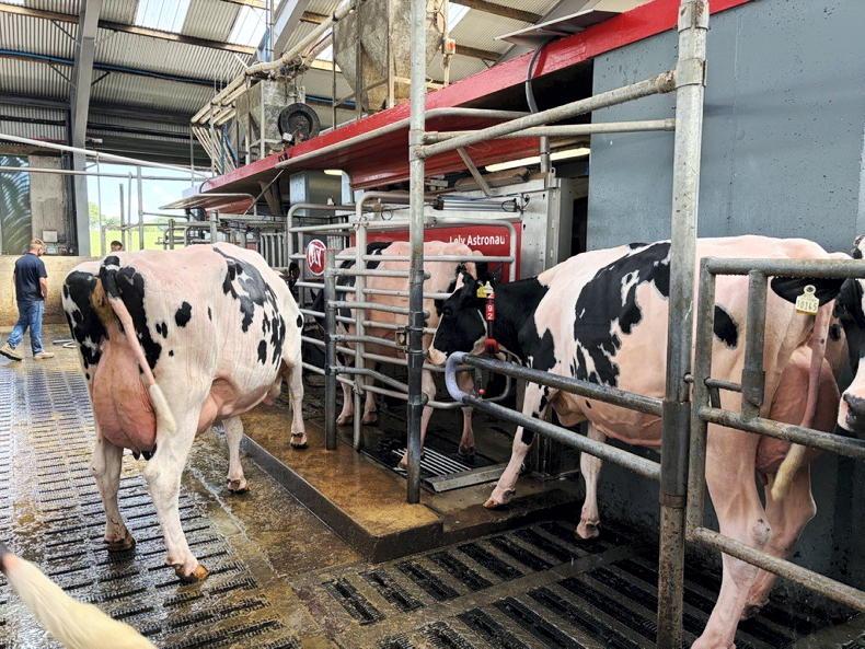 Watch: cows in Kanturk milking themselves Watch: cows in Kanturk milking themselves