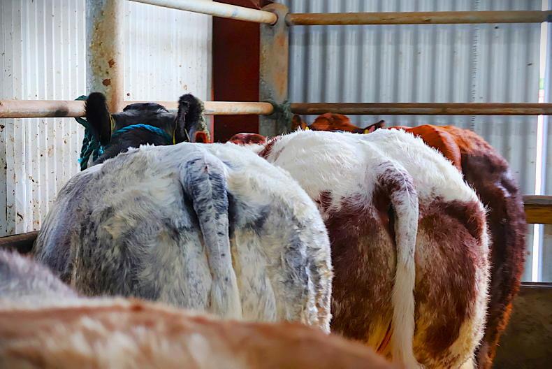 Camera at the Mart: show heifers sizzle and steal the show in Gortatlea Camera at the Mart: show heifers sizzle and steal the show in Gortatlea