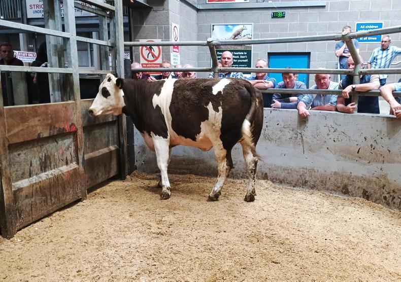 Heifers sell to £2,450 in Markethill Heifers sell to £2,450 in Markethill