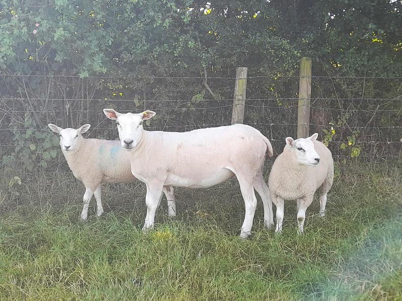Lame sheep causing bother this year Lame sheep causing bother this year